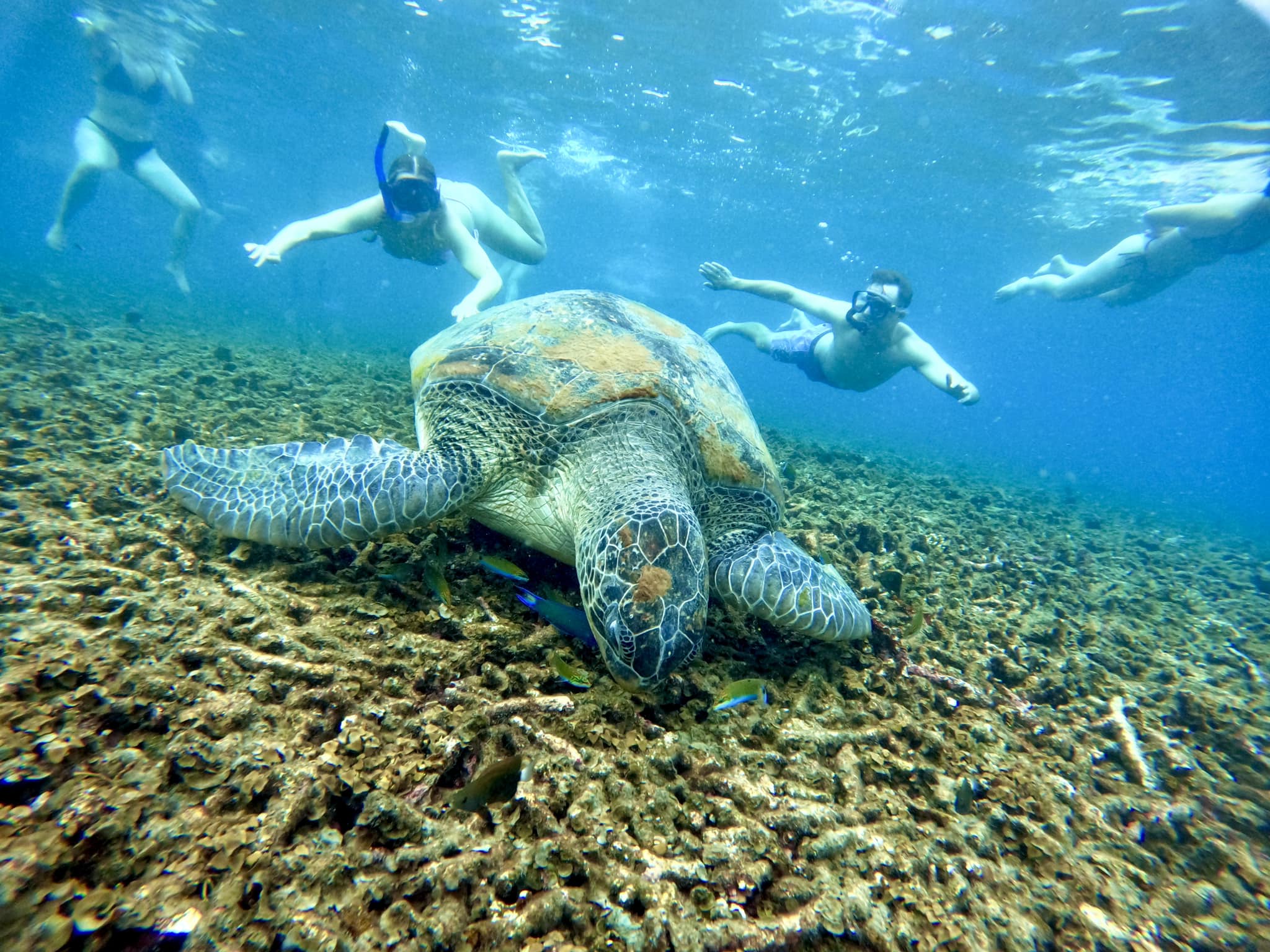 Koh Tao’s Top Snorkeling Spots by Vintage Wooden Boat