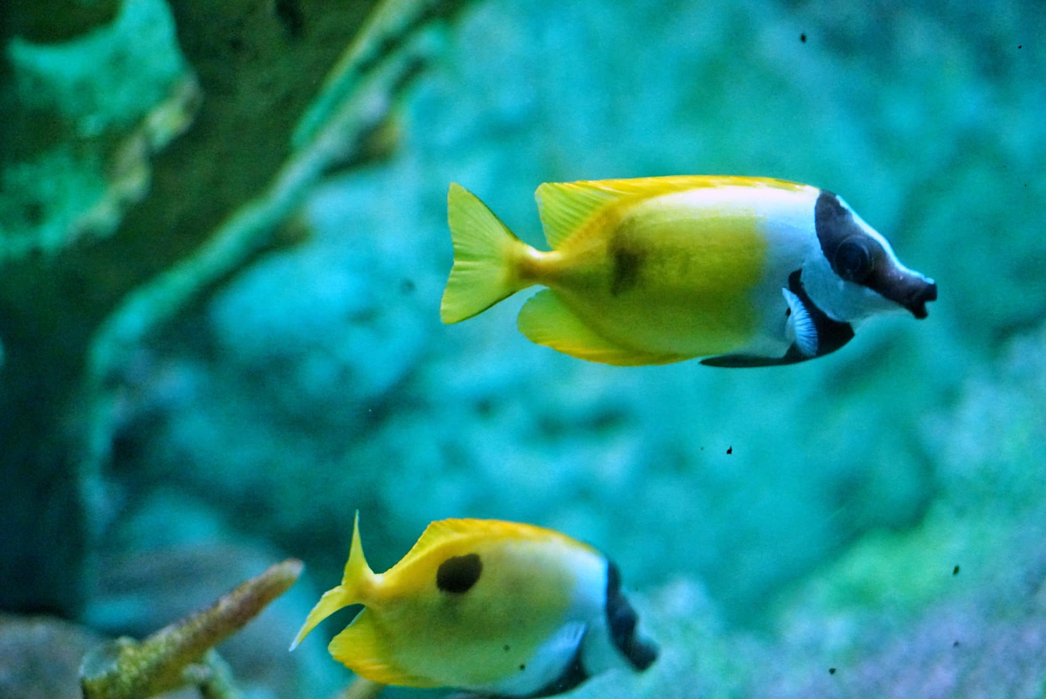 Underwater-World-Pattaya-Aquarium-Journey-Ticket