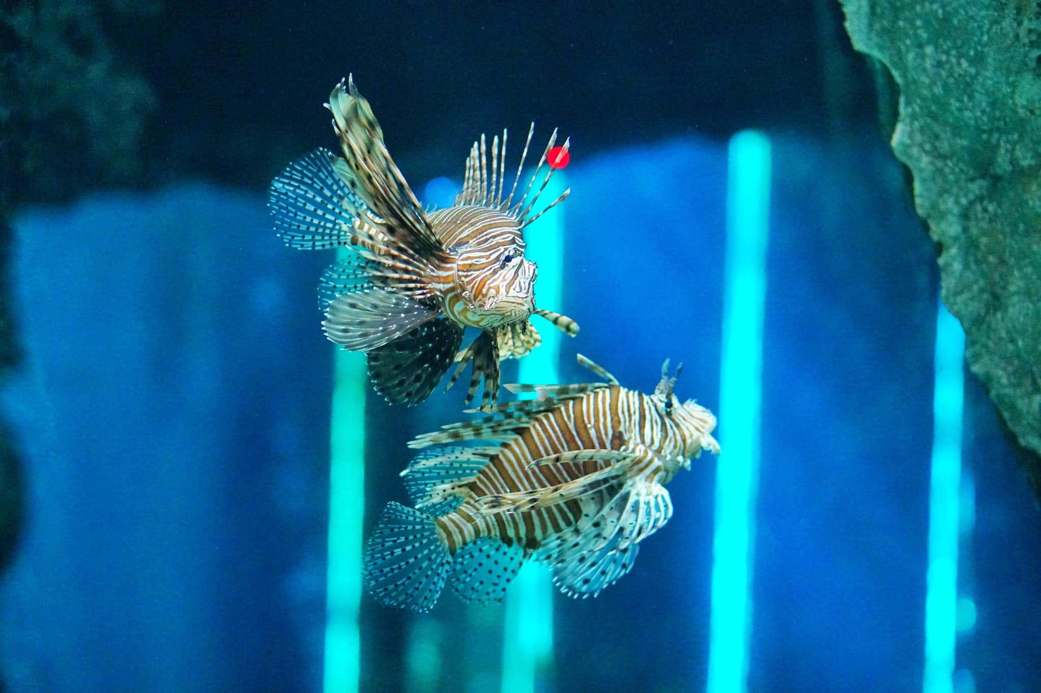 Underwater-World-Pattaya-Aquarium-Journey-Ticket