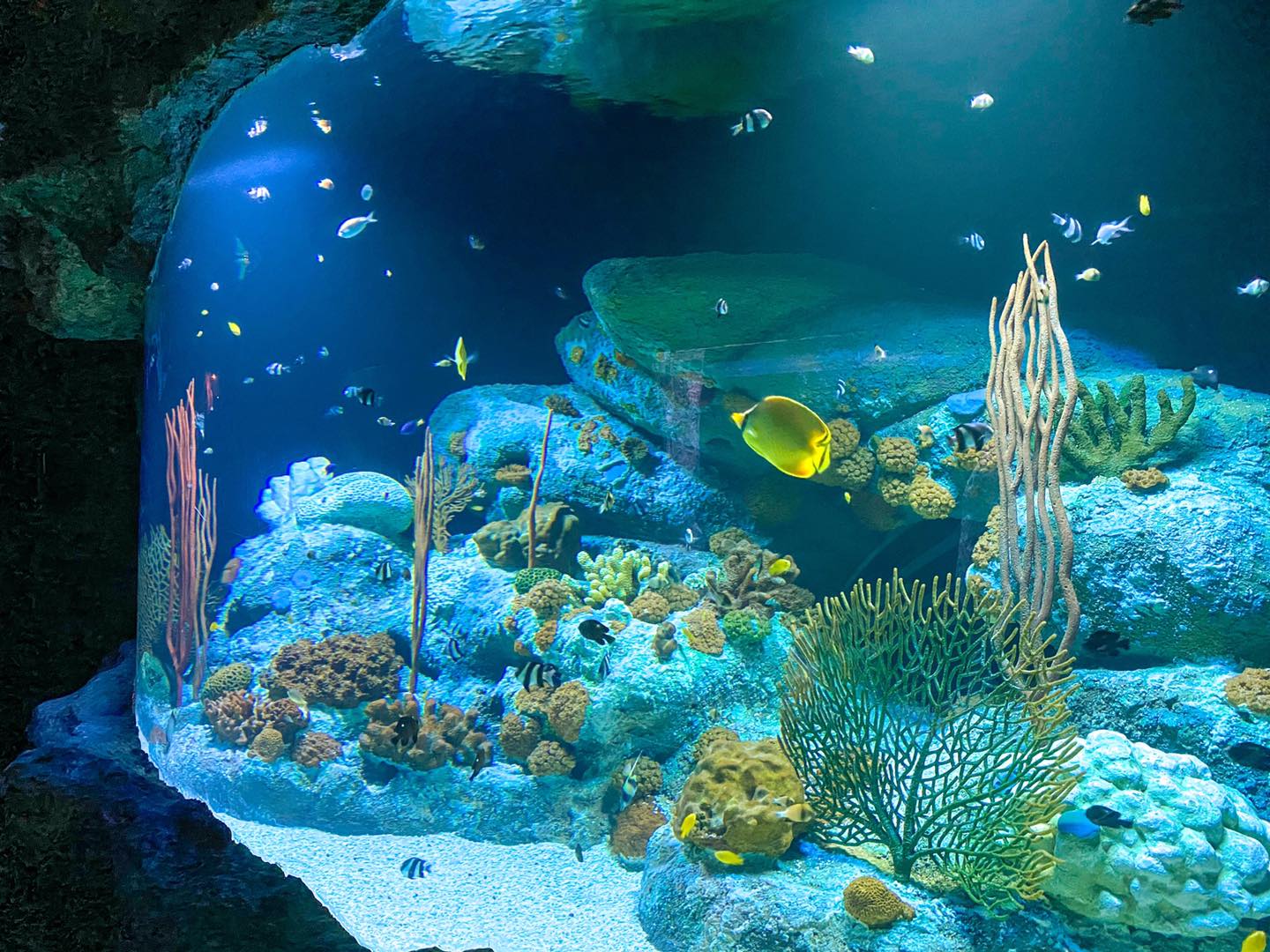 Underwater-World-Pattaya-Aquarium-Journey-Ticket