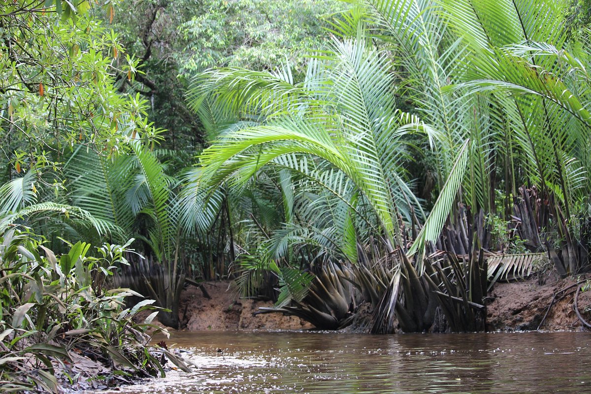 Little Amazon and Sri Phang Nga Waterfall tour