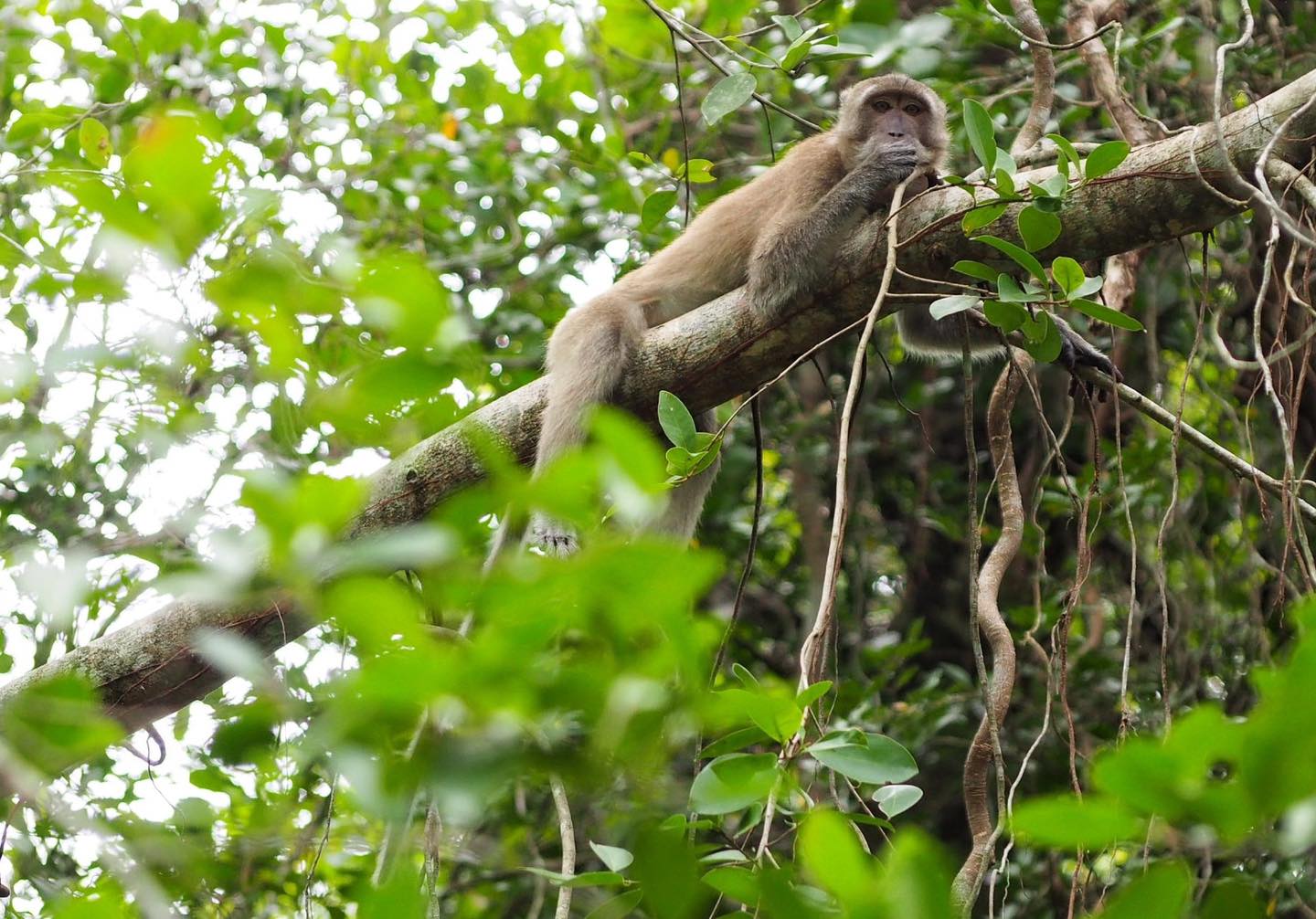 Little Amazon and Sri Phang Nga Waterfall tour