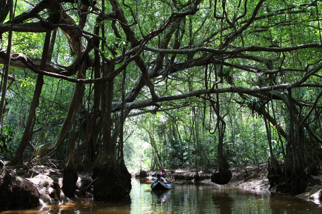 Little Amazon and Sri Phang Nga Waterfall tour