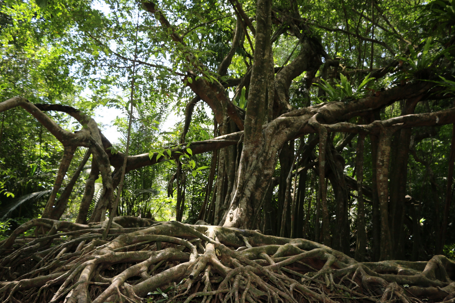 Little Amazon and Sri Phang Nga Waterfall tour
