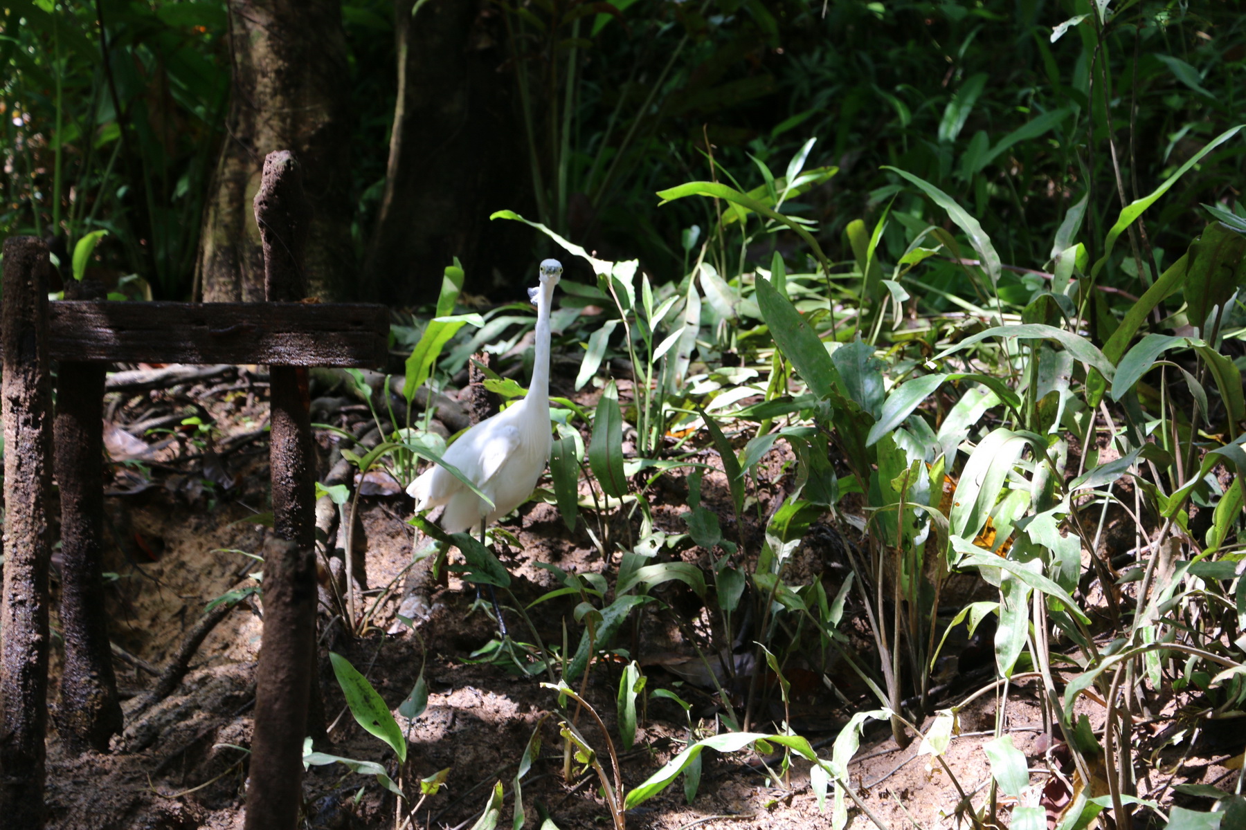 Little Amazon and Sri Phang Nga Waterfall tour