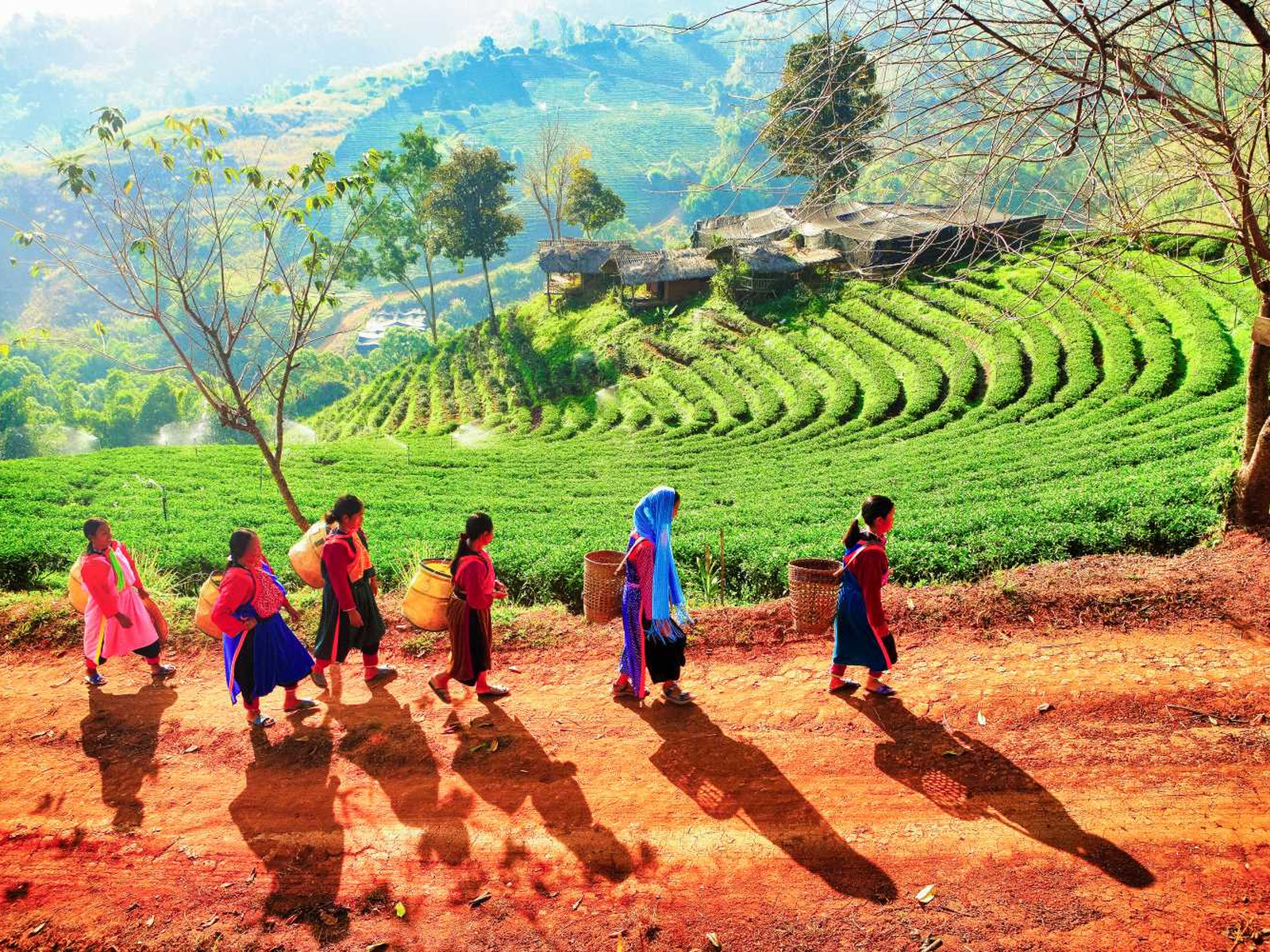Doi Mae Salong Wander Through a Beautiful Mountain Village