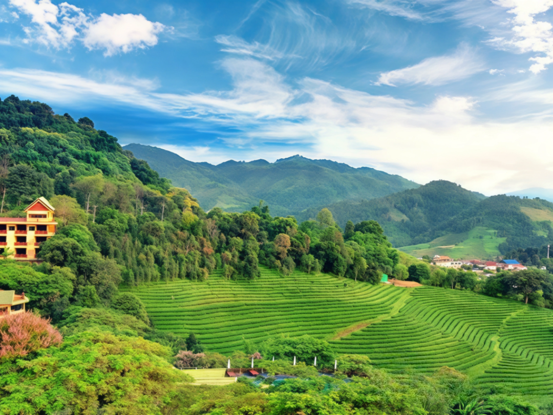 Tea Plantations in Doi Mae Salong