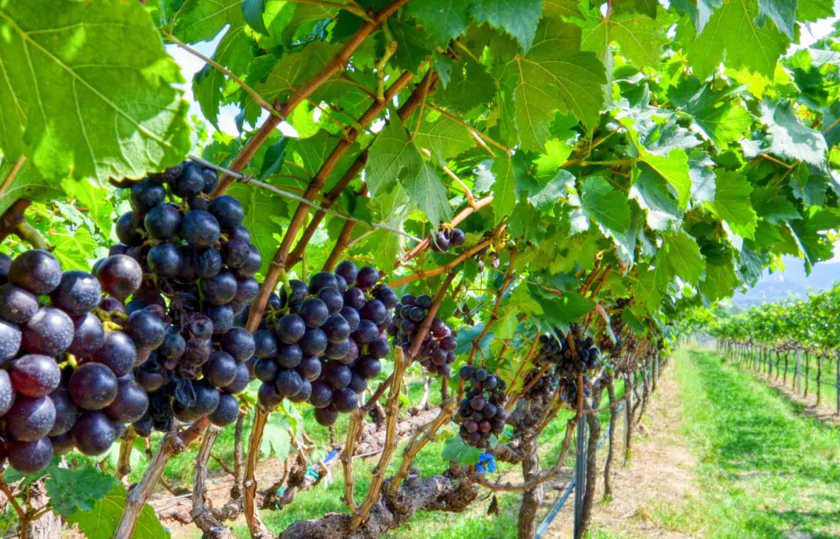 Moonsoon Valley Vineyard