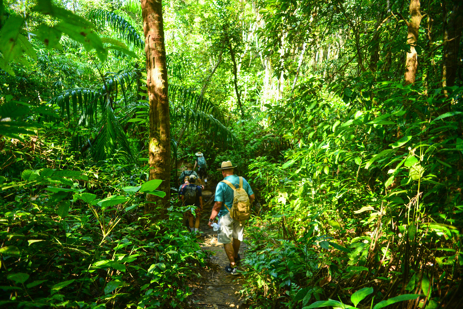 Rainforest Trail, Eco Trek
