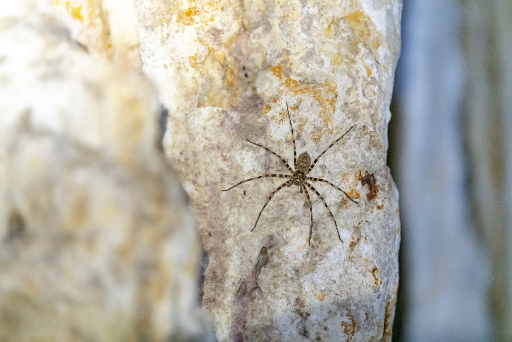 Wildlife Spotting Spider