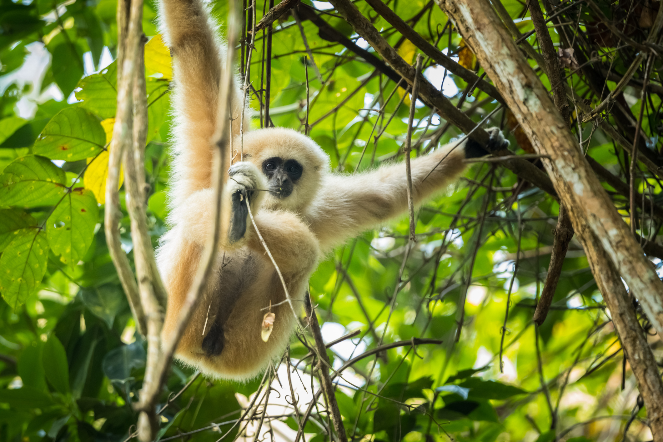 Wildlife Spotting Gibbon