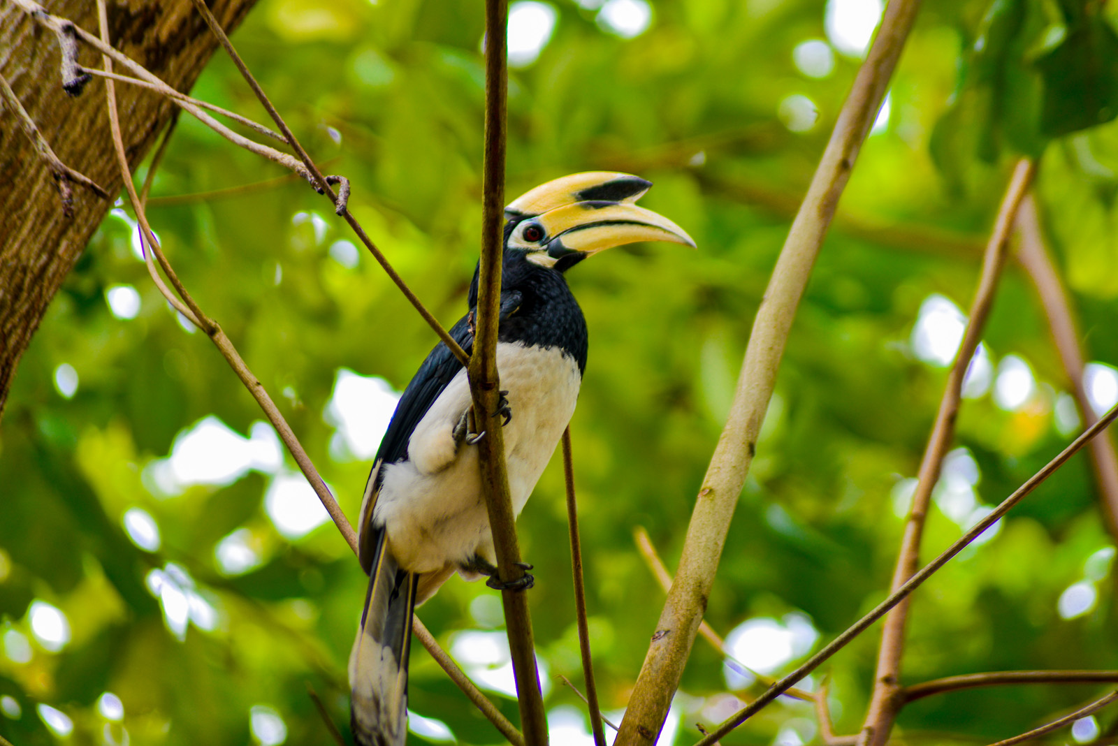 Wildlife Spotting Hornbills