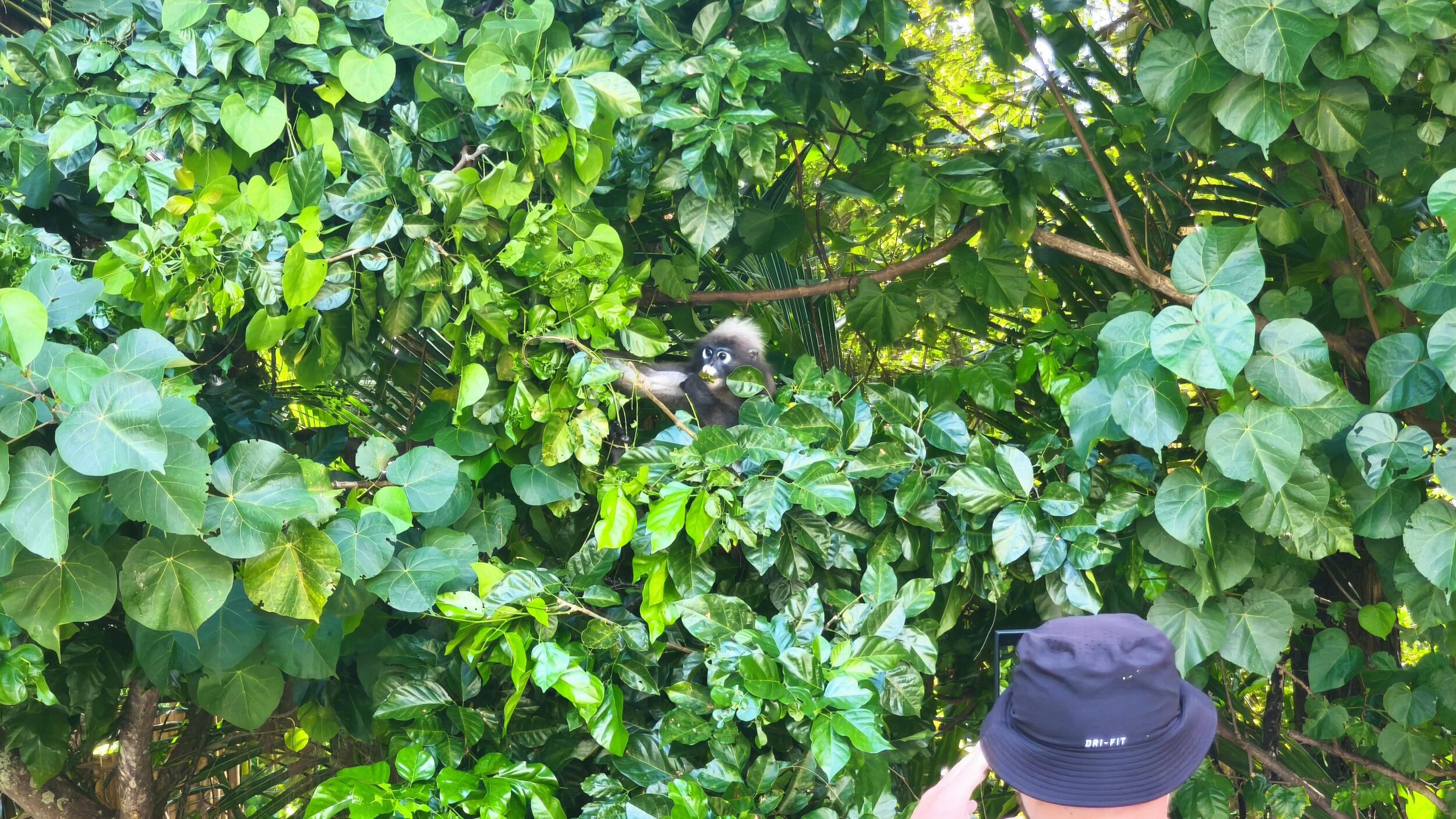 1760751165 Green Season in Krabi 10 scaled