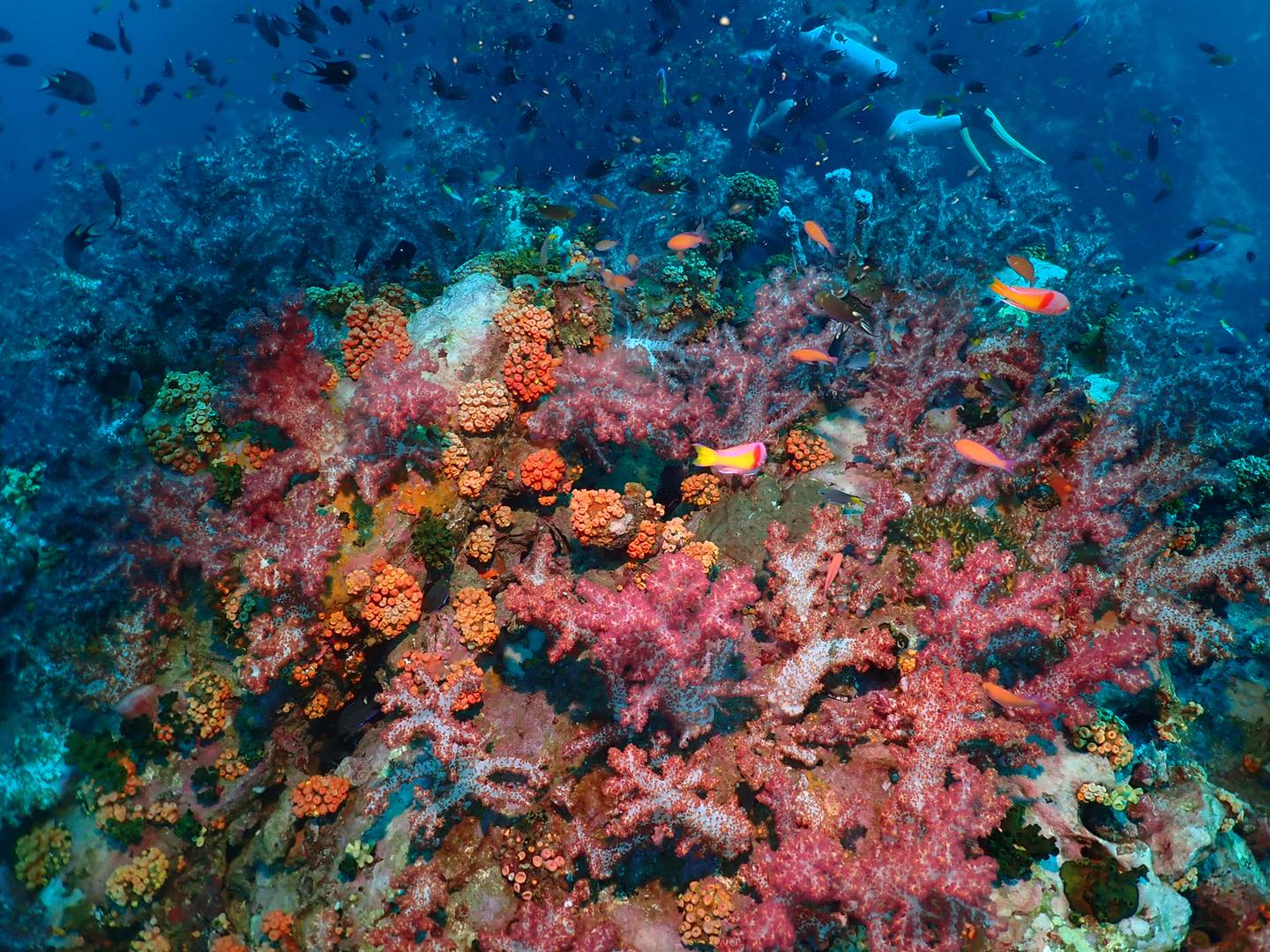 Koh Lipe Beginner Scuba Diving Half Day Tour
