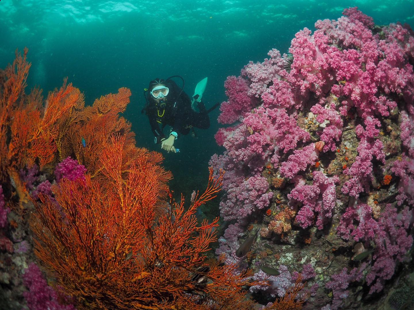 Koh Lipe Beginner Scuba Diving Half Day Tour