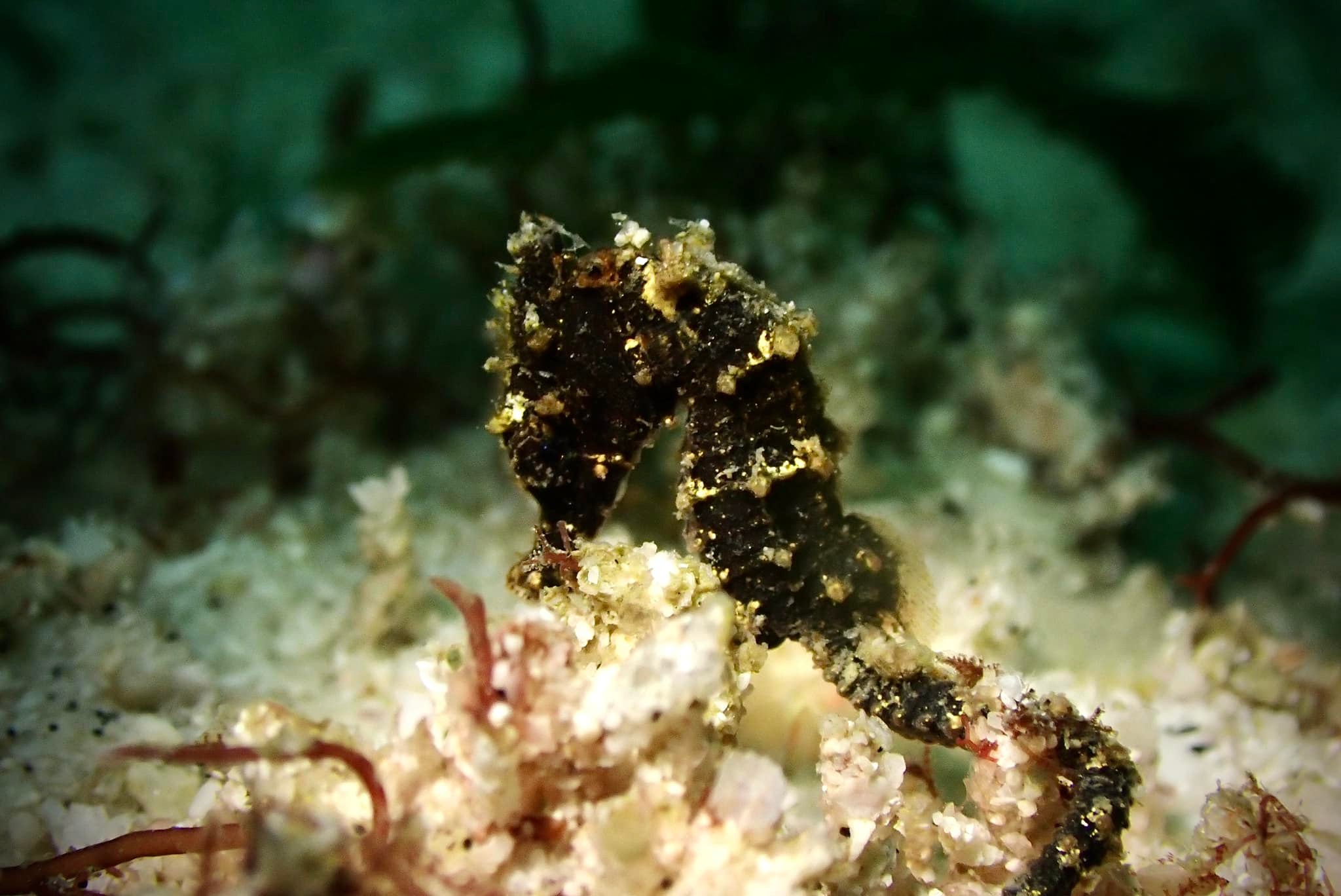 Koh Lipe Beginner Scuba Diving Half Day Tour
