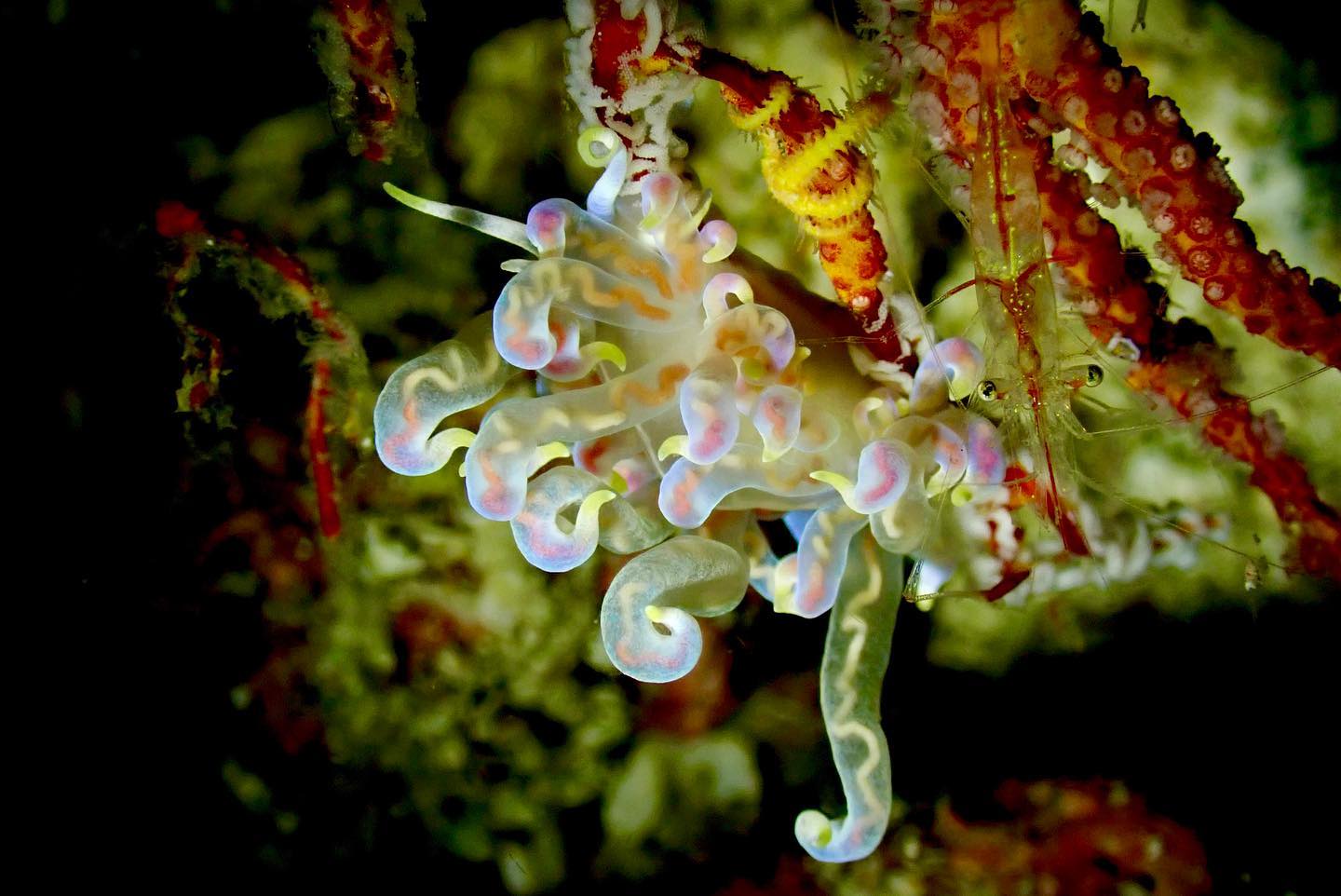 Koh Lipe Beginner Scuba Diving Half Day Tour