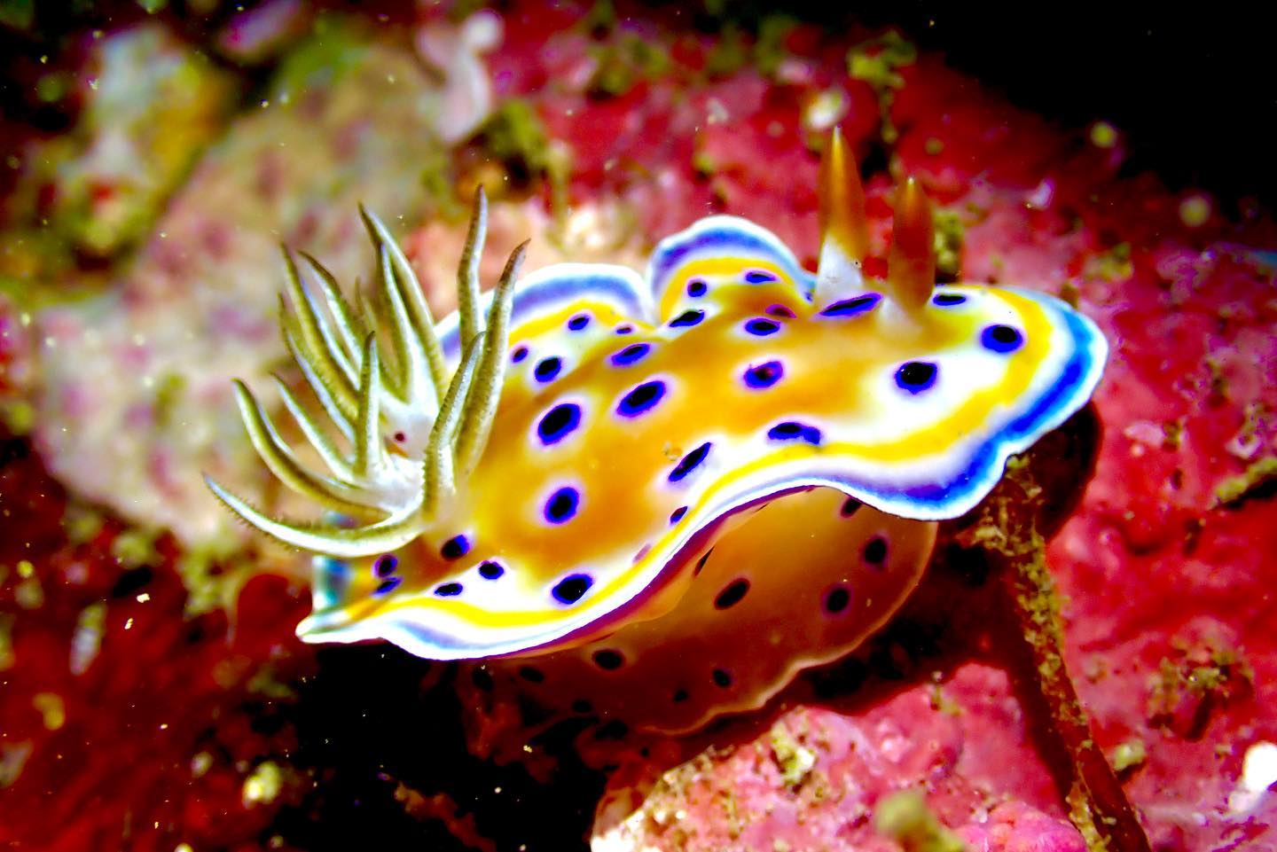 Koh Lipe Beginner Scuba Diving Half Day Tour