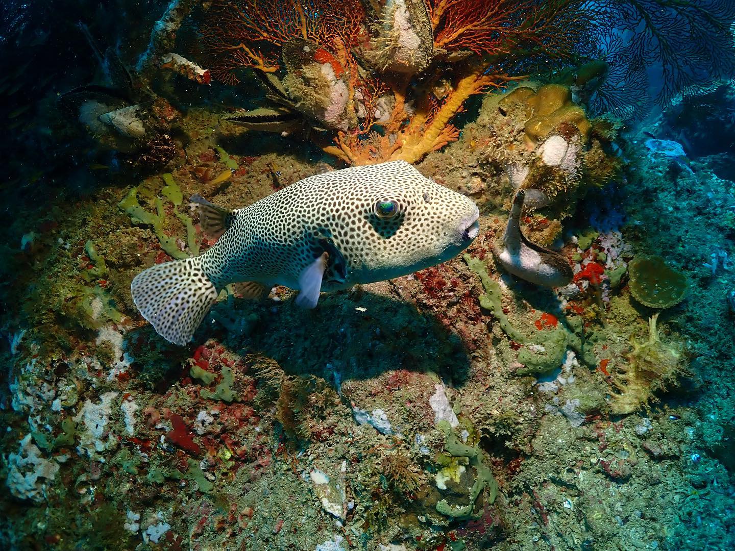 Koh Lipe Beginner Scuba Diving Half Day Tour