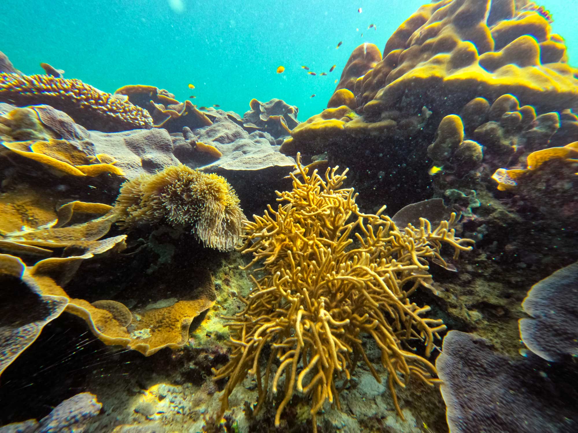 Koh Lipe 4 Islands Sunset Snorkeling Tour