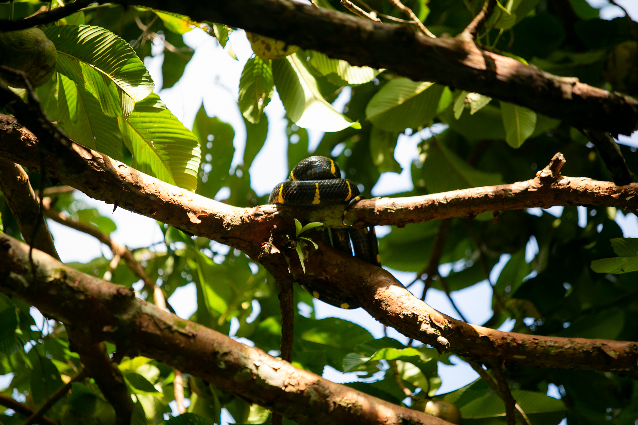 Tropical bamboo rafting Khao Lak