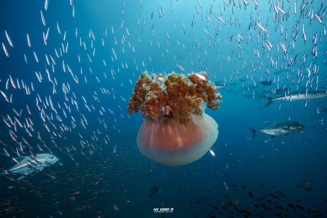 Scuba Liveaboard Similan 2D1N