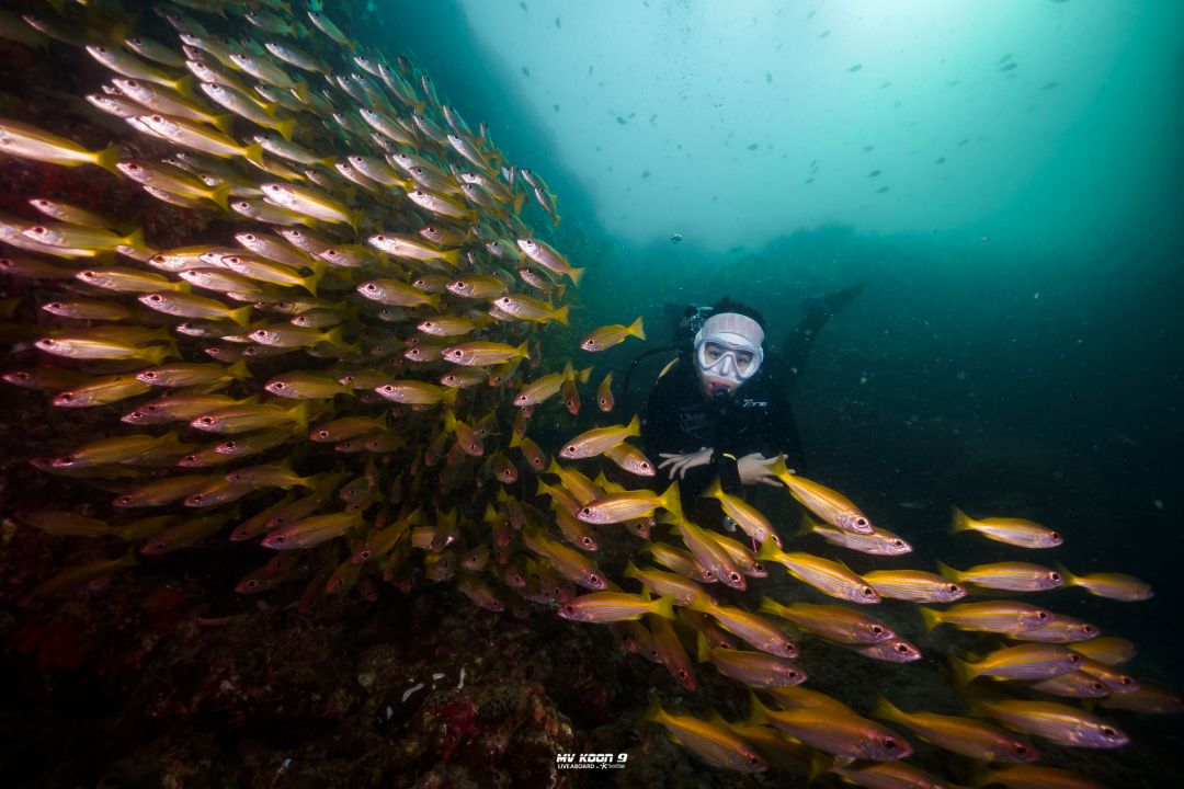 Scuba Liveaboard Similan 2D1N