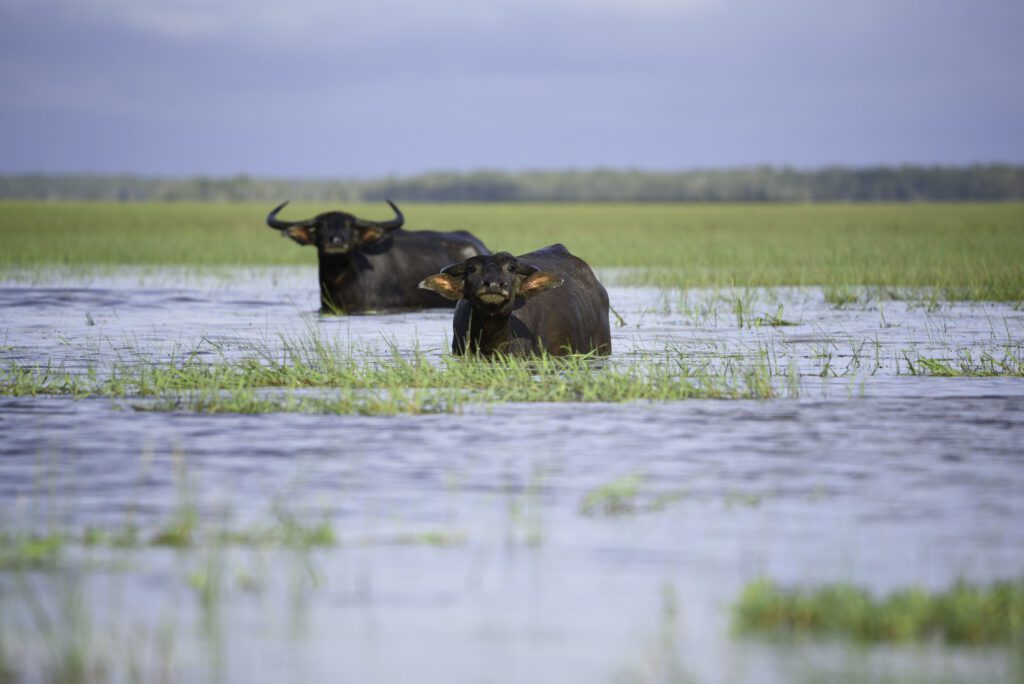 Water buffalo in tropical swamp at Thalae noi ,Phatthalung, Southern Thailand