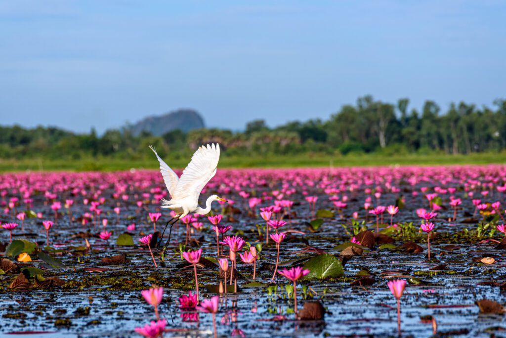 Eastern Cattle Egret in wetlands Thale Noi Non-Hunting Area, the largest water birds park of Thailand. Thale noi wetland the one famous tourist attraction in South of Thailand.
