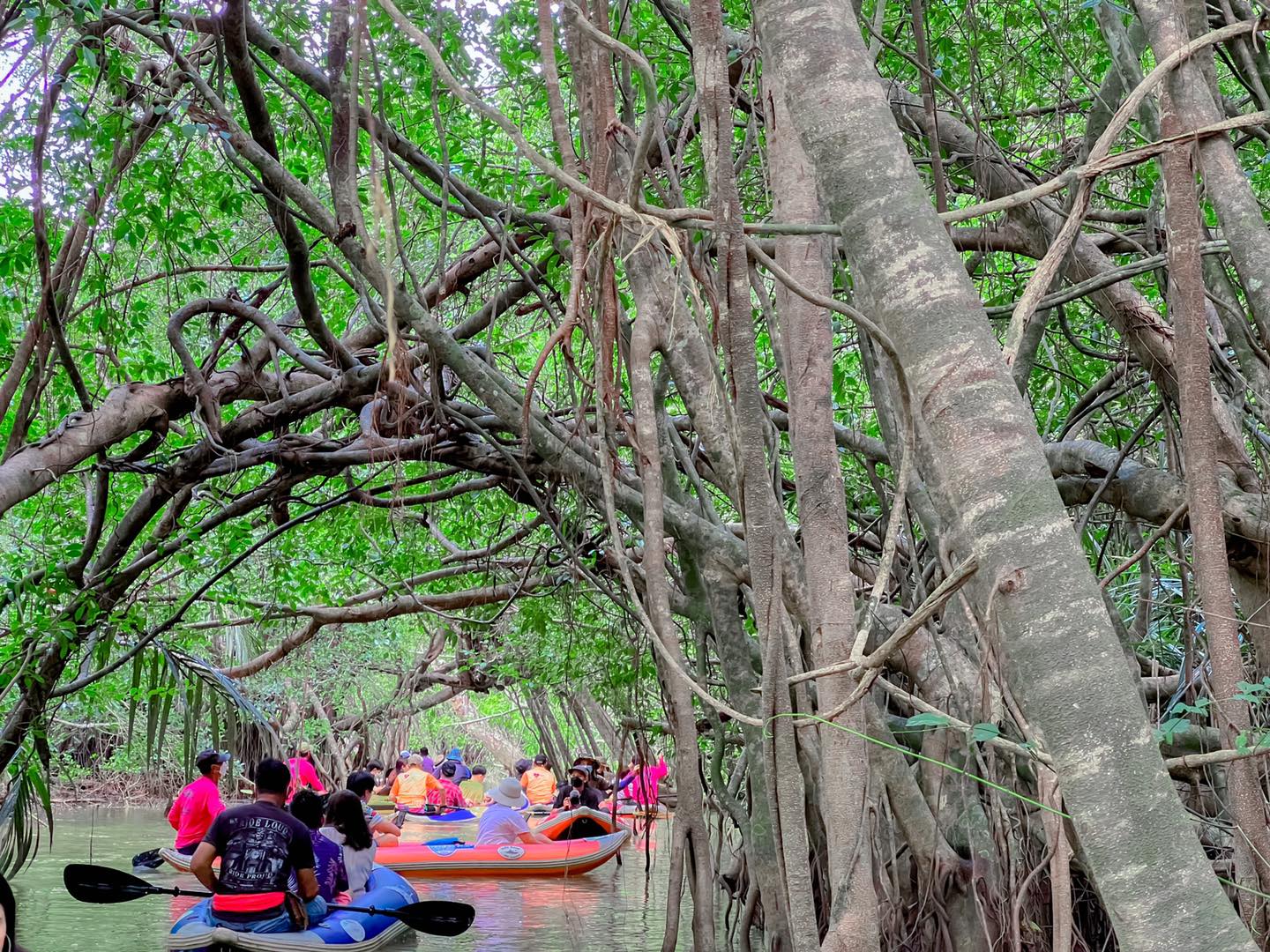 Little Amazon Takuapa