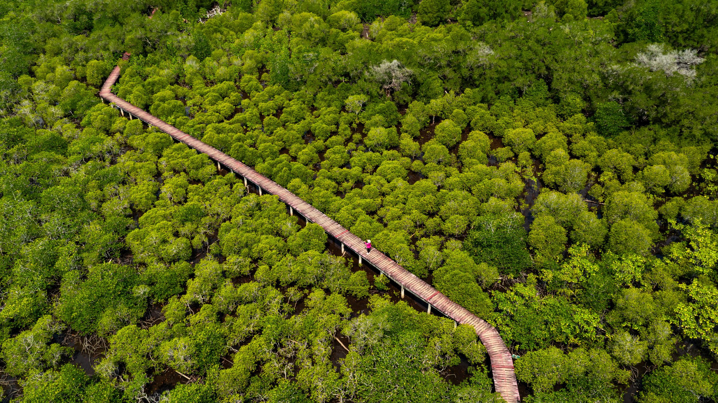Salak Phet Mangrove Forest Serene Boardwalk