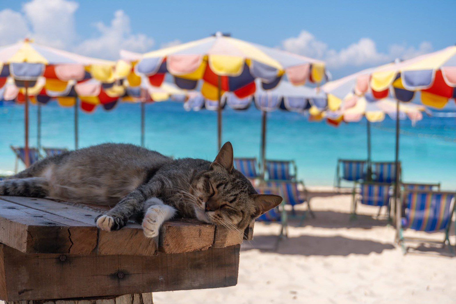 Lazy Phi Phi Catamaran