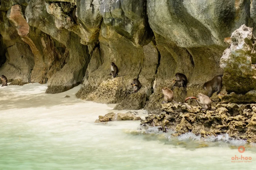 A group of long-tailed macaques resting and foraging on rocky limestone cliffs at the edge of a white sand beach with turquoise water at Monkey Beach, Phi Phi Islands.