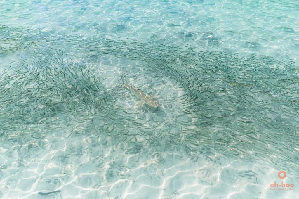 A blacktip reef shark swimming through a dense school of fish in the crystal-clear shallow water at Shark Point, Phi Phi Don
