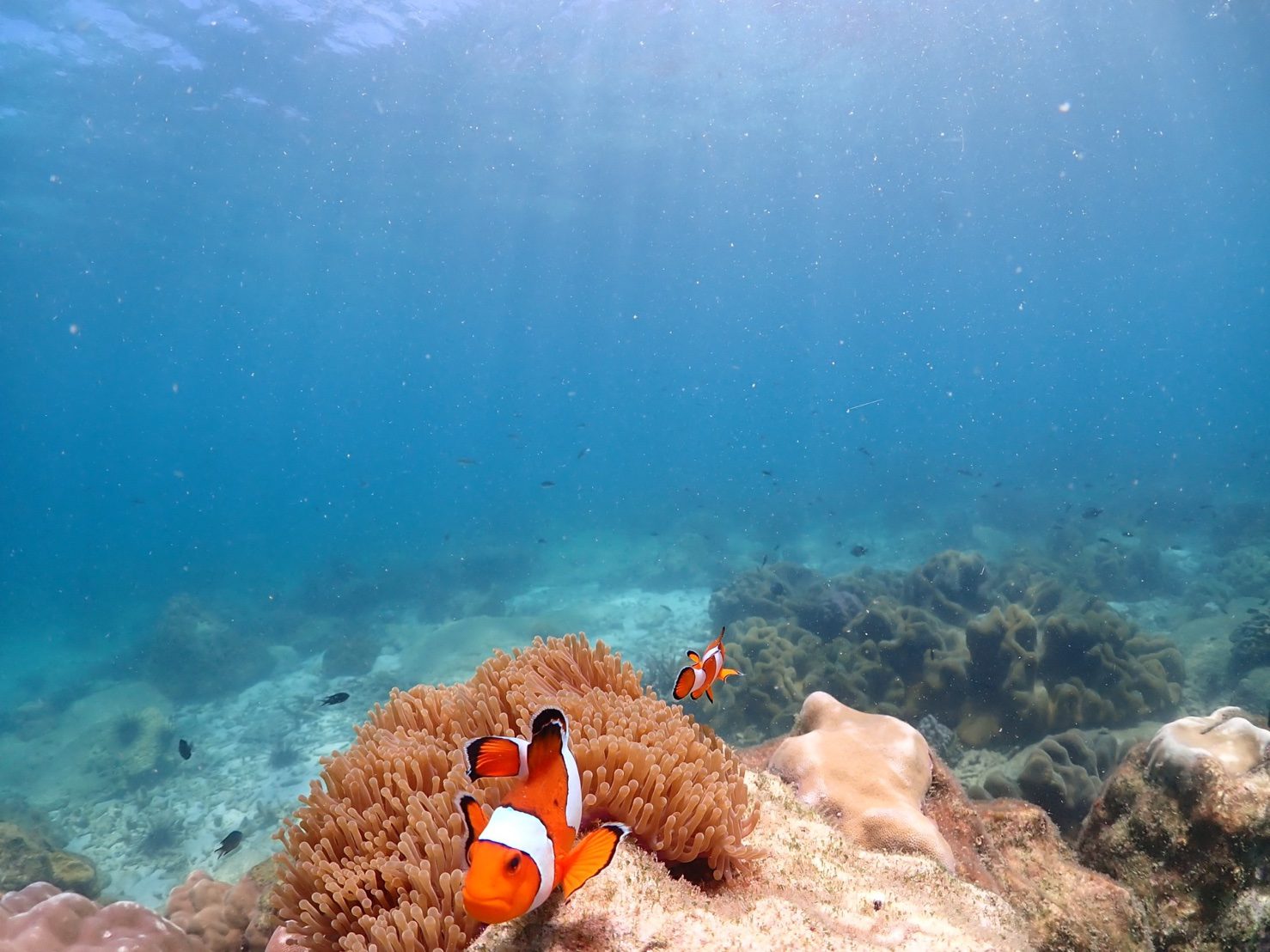 Samaesan Island snorkeling tour