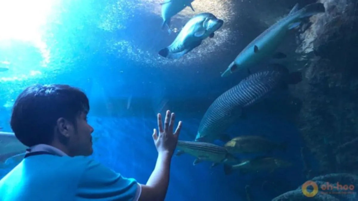 Underwater tunnel experience at Underwater World Pattaya