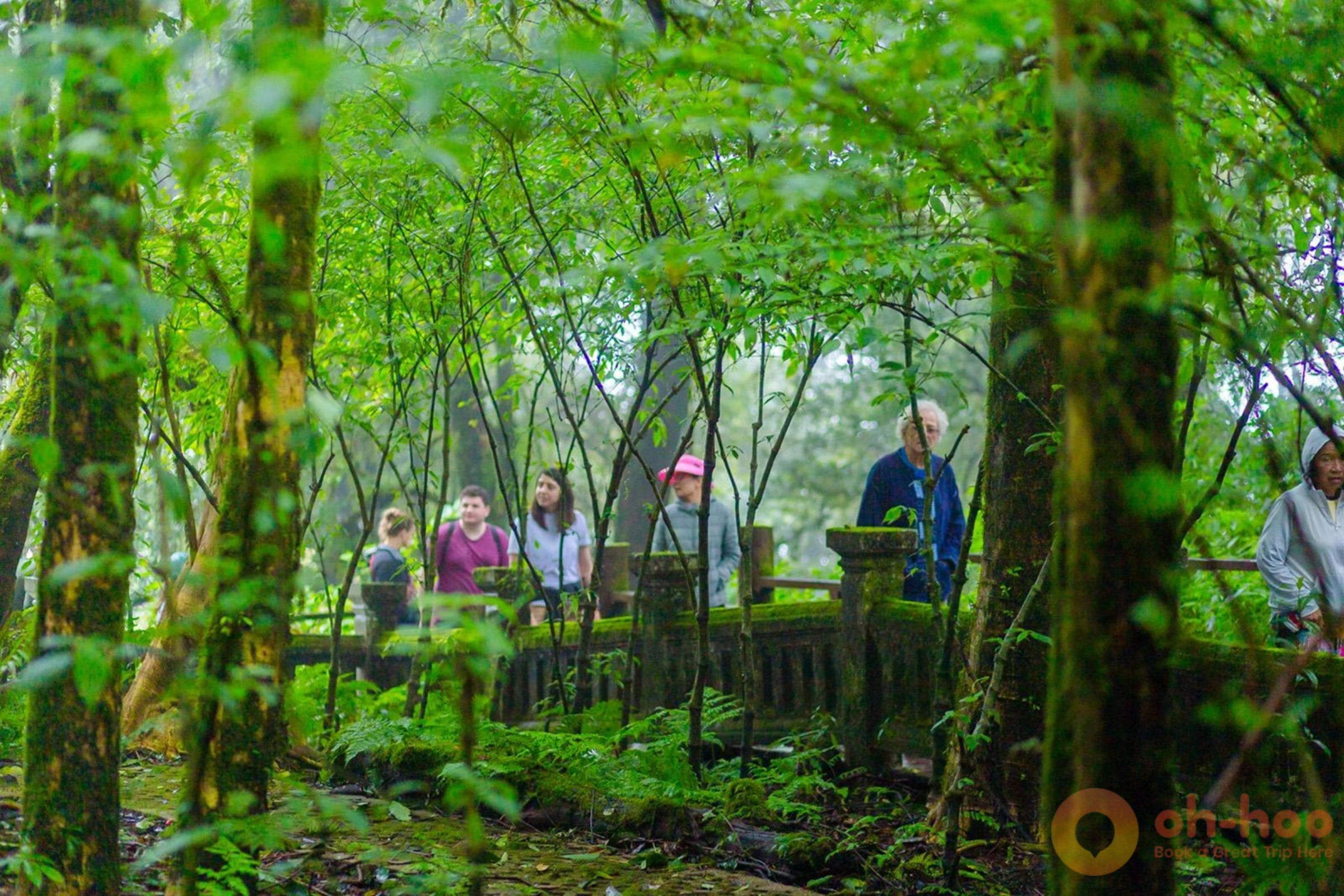 Visitors walking the Ang Ka Nature Trail through moss-draped cloud forest near the Doi Inthanon summit