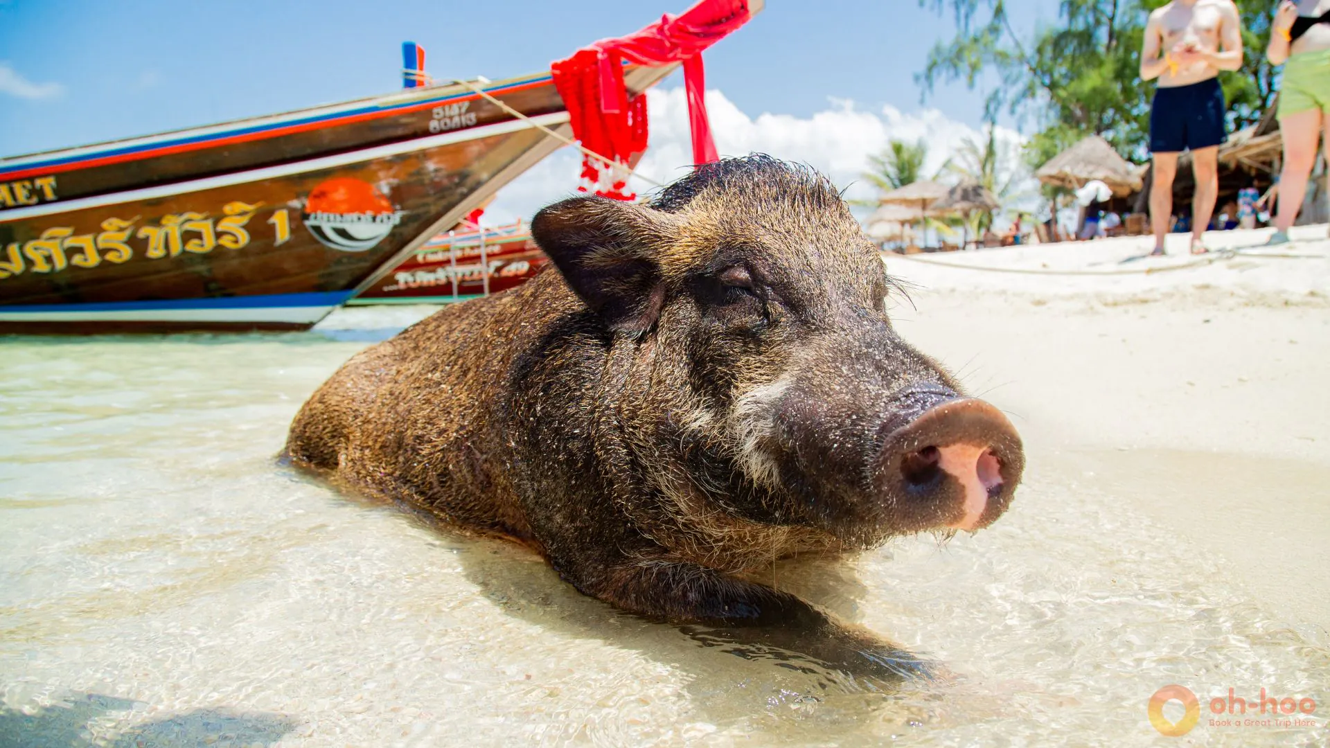 Pig Island Thailand tour from Koh Samui