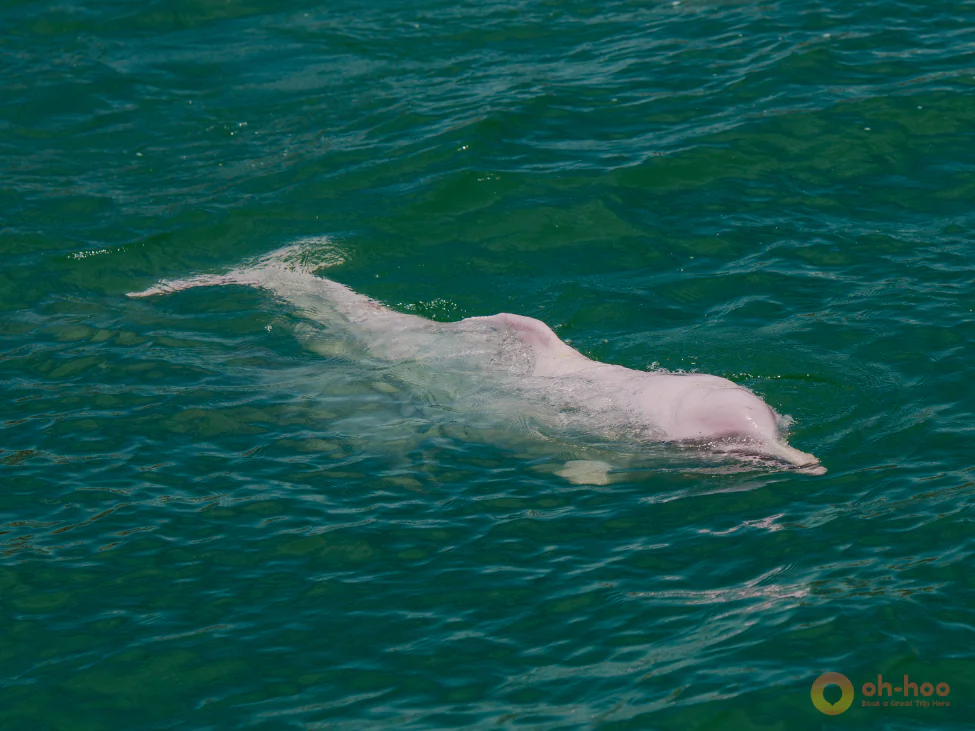Pink dolphins Thailand tour near Koh Samui