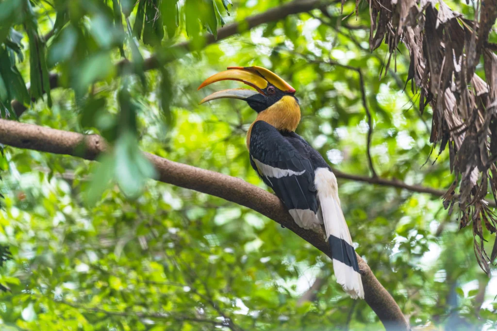 Wild hornbill perched in the rainforest canopy at Cheow Lan Lake