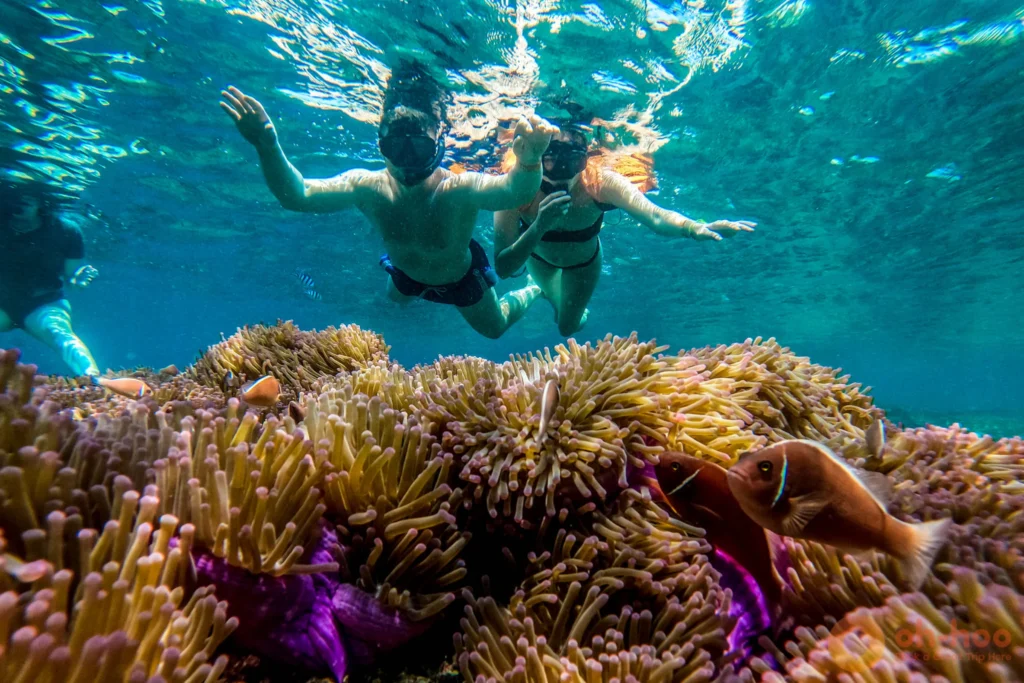 A snorkeler gliding over a colourful sea anemone and striped reef fish in the clear water off Koh Tao