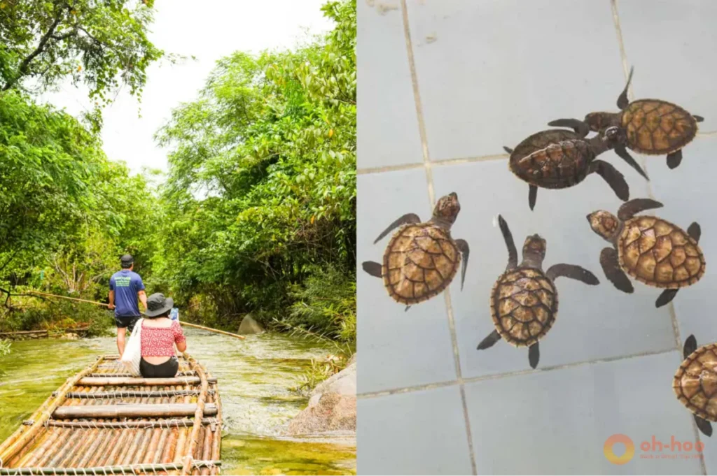 Bamboo rafting through a lush jungle river and baby sea turtles at a conservation center in Khao Lak Thailand.