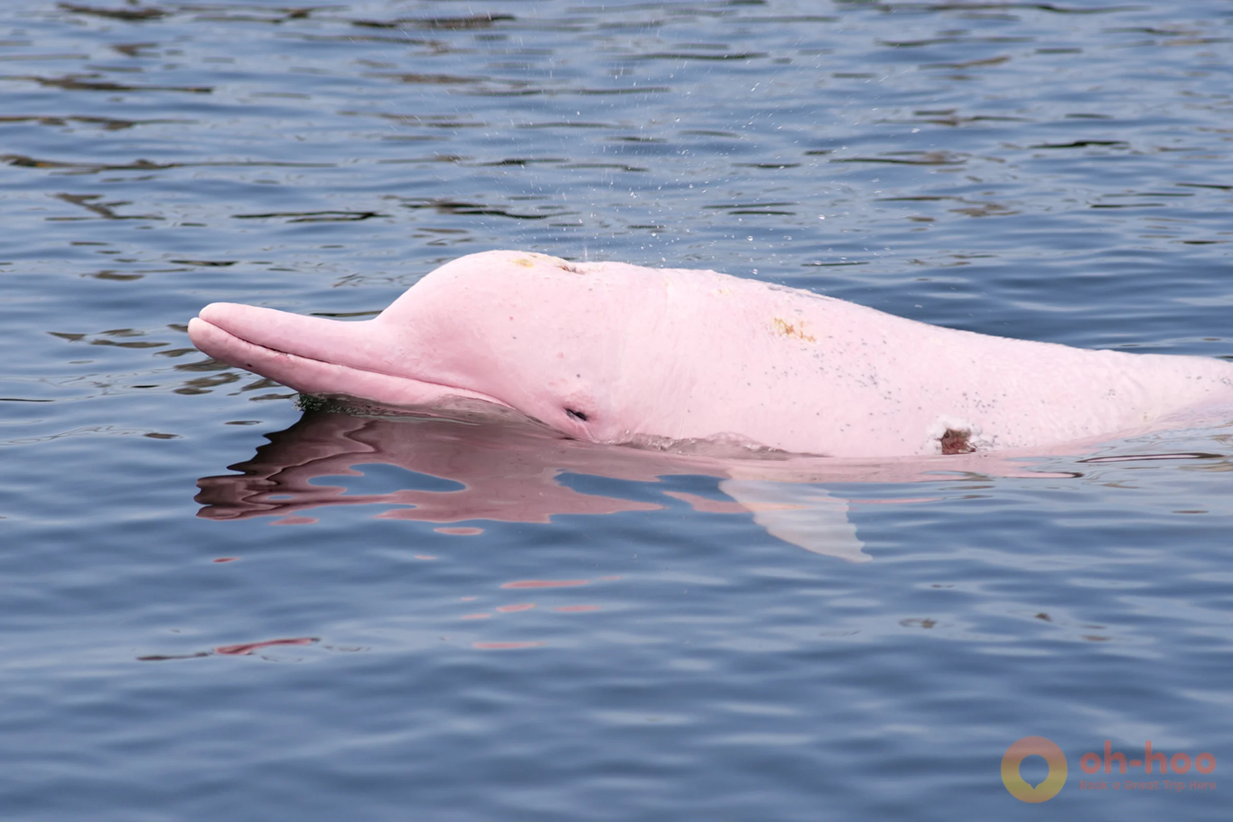 A pink dolphin surfacing above calm water off the coast of Koh Samui.