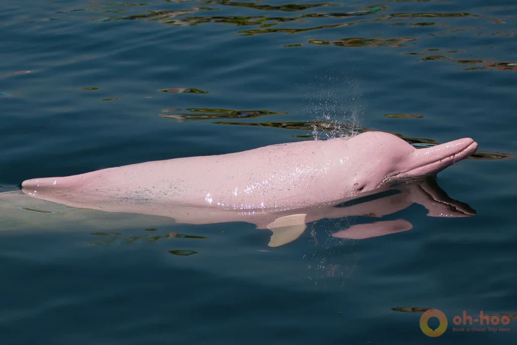 Side view of a rare pink dolphin swimming near the water surface.