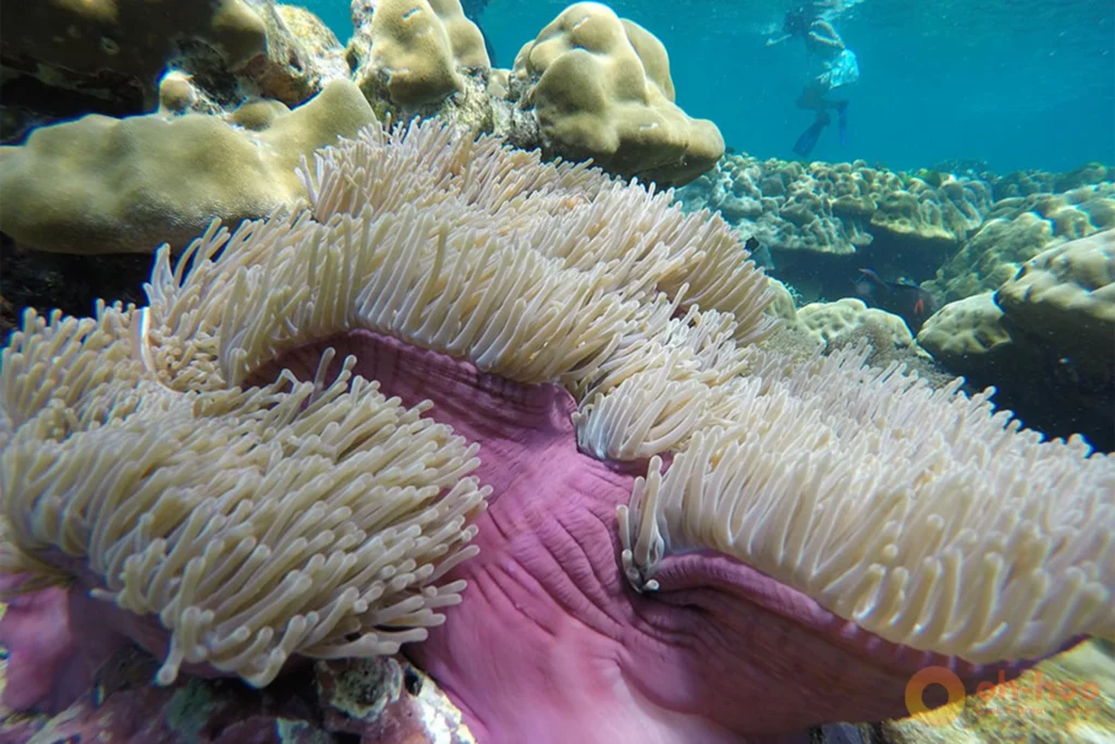 Soft coral and sea fans on a shallow reef wall at Koh Chuek near Koh Lanta