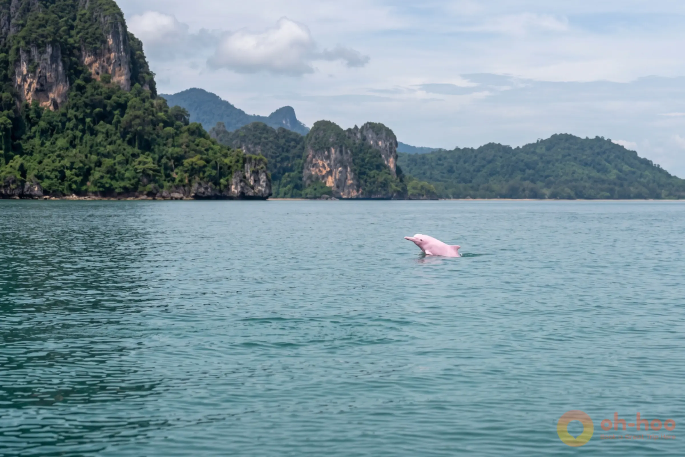 A pale pink Indo-Pacific humpback dolphin surfacing in the calm waters of the Gulf of Thailand
