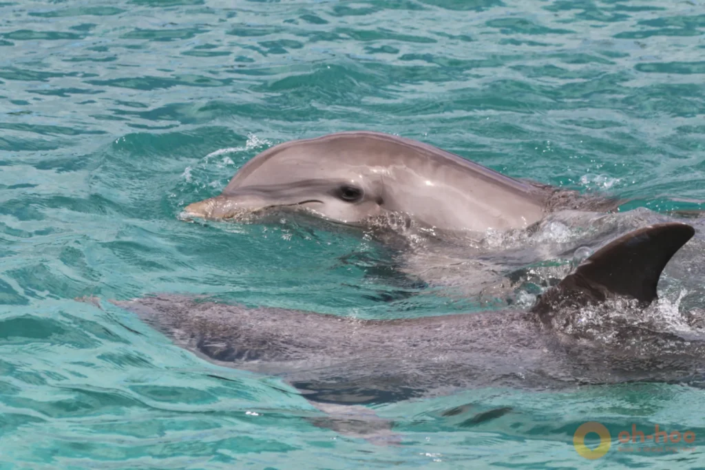 A small group of humpback dolphins travelling close to shore in shallow coastal water
