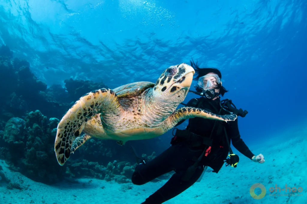 A green sea turtle grazing on the seabed in shallow water at Shark Bay, Koh Tao