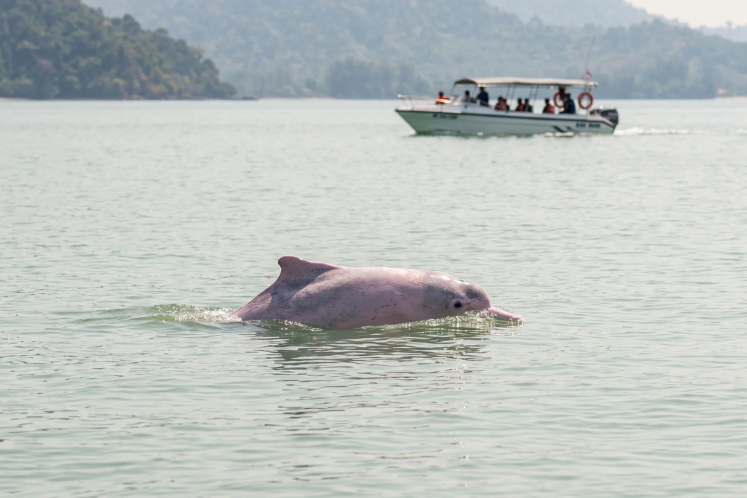 An Indo-Pacific humpback dolphin surfacing at a distance from a tour speedboat in calm coastal water