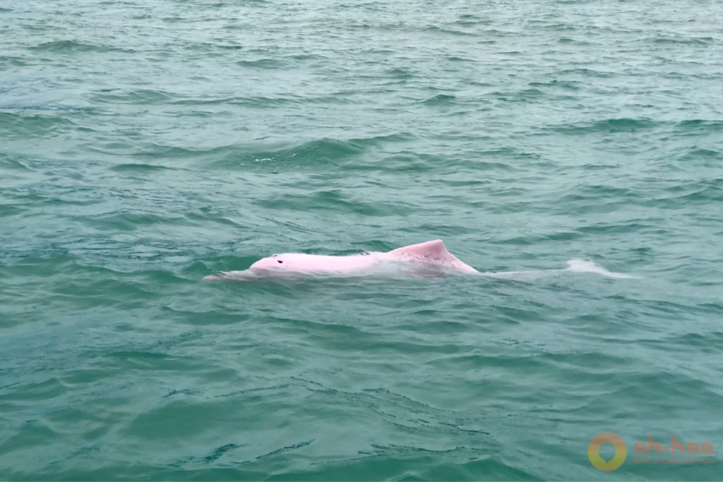 A rare pink Indo-Pacific humpback dolphin surfacing near the surface of calm coastal waters near Koh Samui.